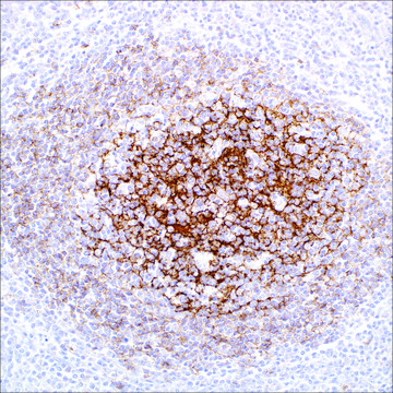 CD23 (SP23) Rabbit Monoclonal Antibody