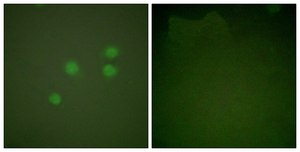Anti-Cyclin E1 antibody produced in rabbit affinity isolated antibody