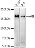 Anti-AGL Antibody, clone 8V9K5, Rabbit Monoclonal