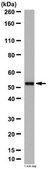 Anti-MEF2D Antibody from rabbit, purified by affinity chromatography