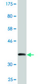 Monoclonal Anti-RSAD2, (C-terminal) antibody produced in mouse clone 4D10, purified immunoglobulin, buffered aqueous solution