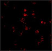 Anti-AATF antibody produced in rabbit affinity isolated antibody, buffered aqueous solution