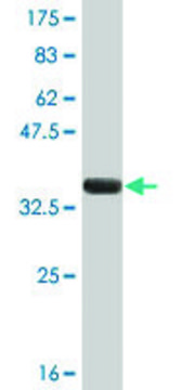 Monoclonal Anti-FEN1 antibody produced in mouse clone 1E2, ascites fluid