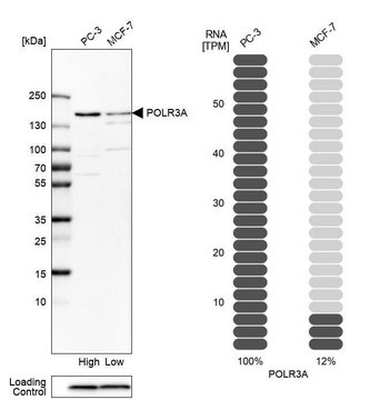 Anti-POLR3A antibody produced in rabbit Prestige Antibodies&#174; Powered by Atlas Antibodies, affinity isolated antibody, buffered aqueous glycerol solution