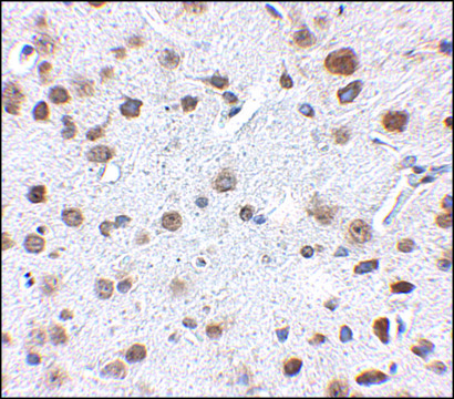 Anti-FTO antibody produced in rabbit affinity isolated antibody, buffered aqueous solution