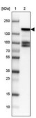 Anti-BMP2K antibody produced in rabbit Prestige Antibodies® Powered by Atlas Antibodies, affinity isolated antibody, buffered aqueous glycerol solution, ab3