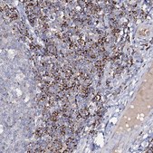 Anti-HVCN1 antibody produced in rabbit Prestige Antibodies® Powered by Atlas Antibodies, affinity isolated antibody, buffered aqueous glycerol solution