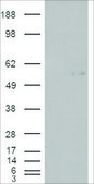 Anti-GCNT3 (AA 273-284) antibody produced in goat affinity isolated antibody, buffered aqueous solution