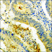 Anti-phospho-Tyrosine Hydroxylase (pSer40) antibody produced in rabbit affinity isolated antibody