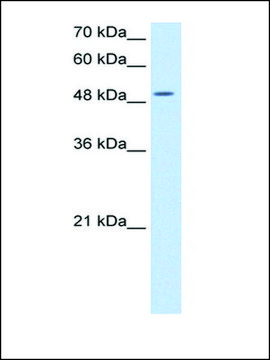 Anti-EIF2S3 antibody produced in rabbit IgG fraction of antiserum