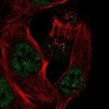 Anti-IL33 antibody produced in rabbit Prestige Antibodies&#174; Powered by Atlas Antibodies, affinity isolated antibody, buffered aqueous glycerol solution