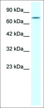 Anti-RIPK1 antibody produced in rabbit affinity isolated antibody