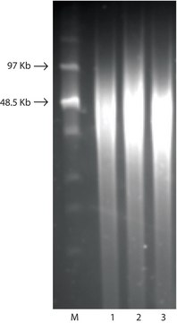 GenElute&#8482; Bacterial Genomic DNA Kits sufficient for 10&#160;purifications