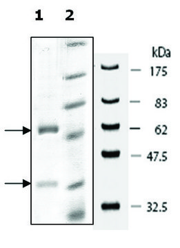 DNMT3A/DNMT3L active human recombinant, expressed in baculovirus infected Sf9 cells, &#8805;90% (SDS-PAGE)