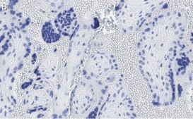 Anti-GNA-11 (G alpha 11) Antibody, clone 1F16 ZooMAb® Rabbit Monoclonal recombinant, expressed in HEK 293 cells