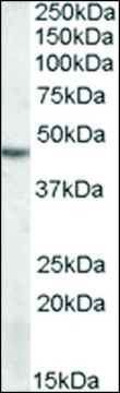 Anti-STK17B antibody produced in goat affinity isolated antibody, buffered aqueous solution