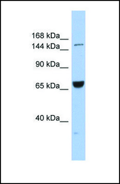 抗 KIF15 兔抗 affinity isolated antibody