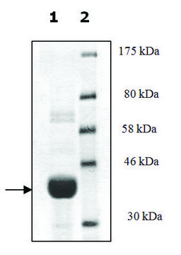 T4 Beta-glucosyltransferase recombinant, expressed in E. coli, &#8805;83% (SDS-PAGE)