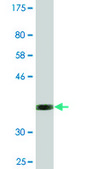 Monoclonal Anti-NEUROD6, (C-terminal) antibody produced in mouse clone 3G7, purified immunoglobulin, buffered aqueous solution