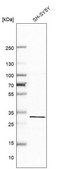 Anti-LAMP5 antibody produced in rabbit Prestige Antibodies® Powered by Atlas Antibodies, affinity isolated antibody