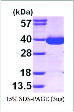 MDH1 human recombinant, expressed in E. coli, &#8805;95% (SDS-PAGE)