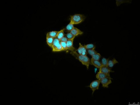 HEK293 GABAA Receptor &#945;1&#946;2&#947;2 (long form) Cell Line