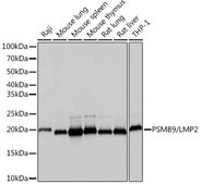 Anti-PSMB9/LMP2 antibody produced in rabbit