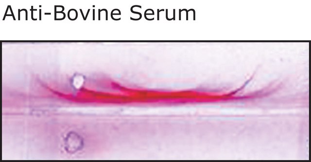 Anti-Bovine Serum antibody produced in rabbit whole antiserum