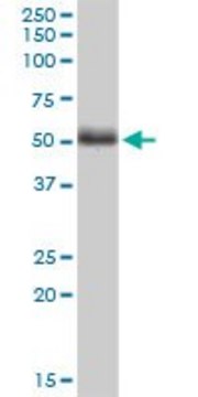 Monoclonal Anti-PTK9L antibody produced in mouse clone 2B5, purified immunoglobulin, buffered aqueous solution