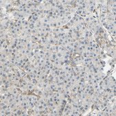 Anti-ENDOD1 antibody produced in rabbit Prestige Antibodies® Powered by Atlas Antibodies, affinity isolated antibody, buffered aqueous glycerol solution