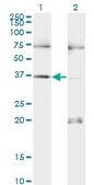 Monoclonal Anti-PAX9 antibody produced in mouse clone 3B8, purified immunoglobulin, buffered aqueous solution
