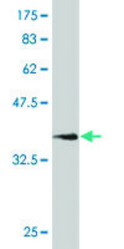 Monoclonal Anti-NCAM1 antibody produced in mouse clone 3G12, purified immunoglobulin, buffered aqueous solution