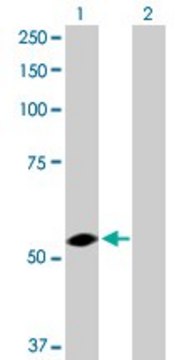 Anti-USP3 antibody produced in rabbit purified immunoglobulin, buffered aqueous solution