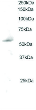 Anti-PLRG1 antibody produced in goat affinity isolated antibody, buffered aqueous solution