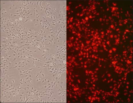 Rat Aortic Endothelial Cells: RAOEC, adult