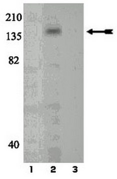 Anti-phospho-c-Kit (Tyr721) Antibody Upstate&#174;, from rabbit