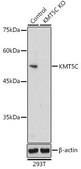 Anti- KMT5C antibody produced in rabbit