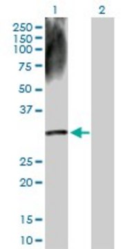 Anti-DECR2 antibody produced in rabbit purified immunoglobulin, buffered aqueous solution