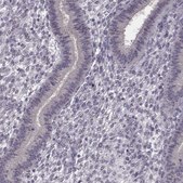 Anti-C10orf62 antibody produced in rabbit Prestige Antibodies® Powered by Atlas Antibodies, affinity isolated antibody