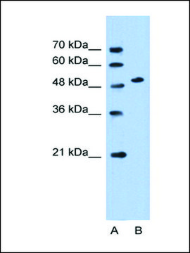 Anti-SLC30A1 antibody produced in rabbit affinity isolated antibody