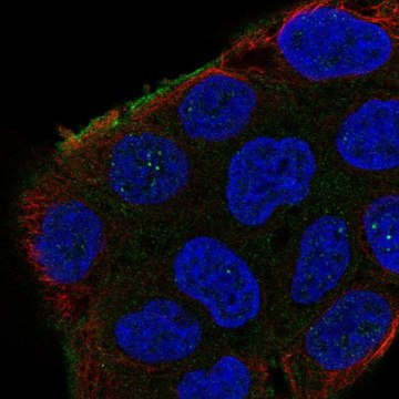 Anti-SHROOM2 antibody produced in rabbit Prestige Antibodies&#174; Powered by Atlas Antibodies, affinity isolated antibody