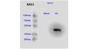Anti-Chikungunya virus Antibody, clone 6A11 clone 6A11, from mouse