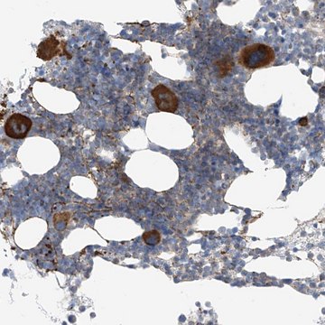 Anti-NALCN antibody produced in rabbit Prestige Antibodies&#174; Powered by Atlas Antibodies, affinity isolated antibody, buffered aqueous glycerol solution