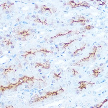 Anti-CD138/Syndecan-1 antibody produced in rabbit