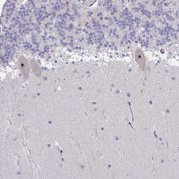 Anti-MYC antibody produced in rabbit Prestige Antibodies&#174; Powered by Atlas Antibodies, affinity isolated antibody, buffered aqueous glycerol solution