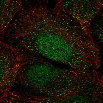 Anti-HOXA2 antibody produced in rabbit Prestige Antibodies&#174; Powered by Atlas Antibodies, affinity isolated antibody