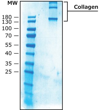 Collagen from human placenta Bornstein and Traub Type III (Sigma Type X), powder