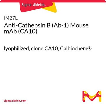 Anti-Cathepsin B (Ab-1) Mouse mAb (CA10) lyophilized, clone CA10, Calbiochem&#174;