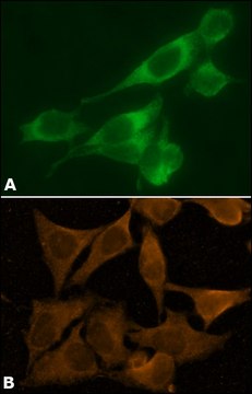 Anti-Calnexin antibody, Mouse monoclonal clone TO-5, purified from hybridoma cell culture