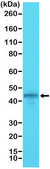 Anti-Cytokeratin 19 (CK-19) antibody, Rabbit monoclonal recombinant, expressed in HEK 293 cells, clone RM364, purified immunoglobulin